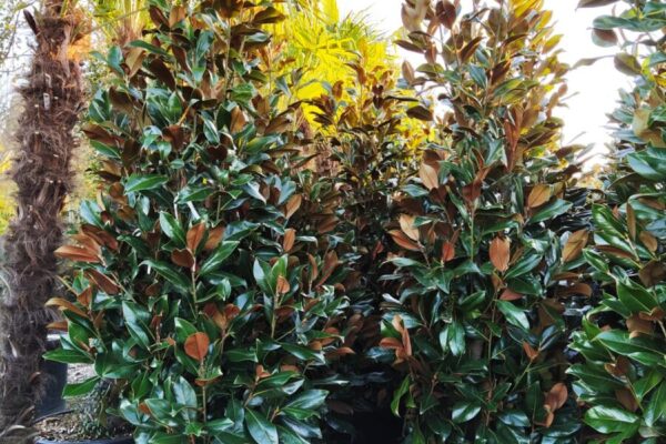 Magnolia Gallosinensis Clt.130 h.200-250