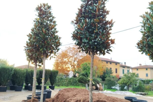 Magnolia Gallosinensis Clt.290 circonf.20-25 Alto Fusto