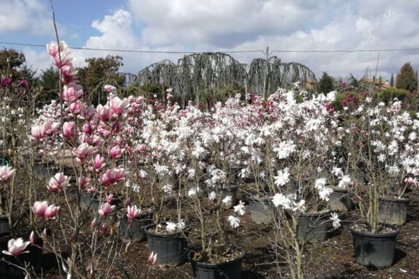 Magnolia spogliante in varieta' clt.45
