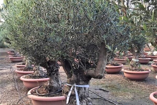 Olea Europea Bonsai Ciotola (2)