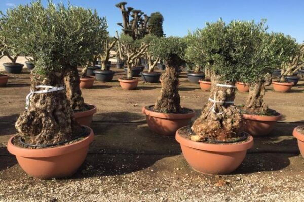 Olea Europea Bonsai Ciotola NEW (2).