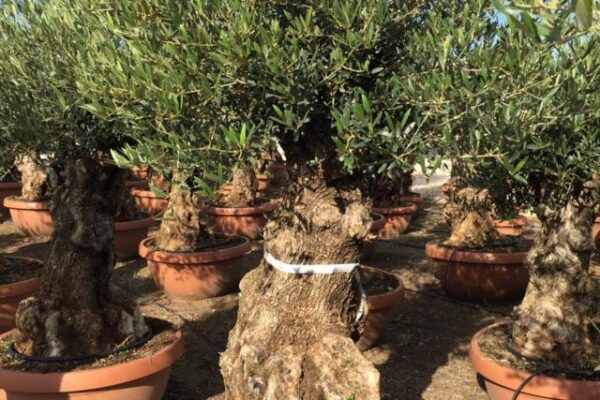 Olea Europea Bonsai Ciotola NEW (3)