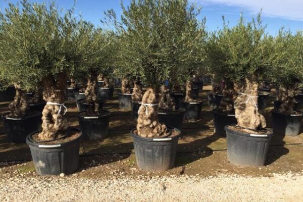 Olea Europea Bonsai Clt. 130.