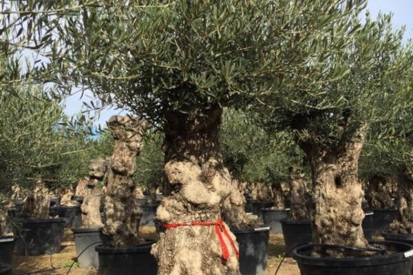 Olea Europea Bonsai Clt. 180