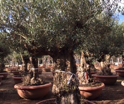 Olea Europea Goccia Marrone Bonsai Ciotola 90. (2)