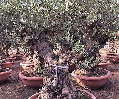 Olea Europea Goccia Marrone Bonsai Ciotola 90. (3)