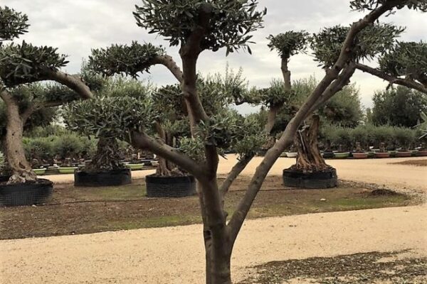 Olea Europea PonPon H. 175-200 Ciotola