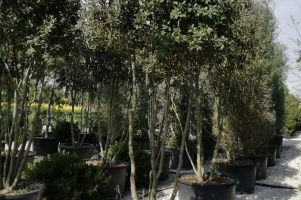 Quercus Ilex Multitronco Clt.375 h.250-300