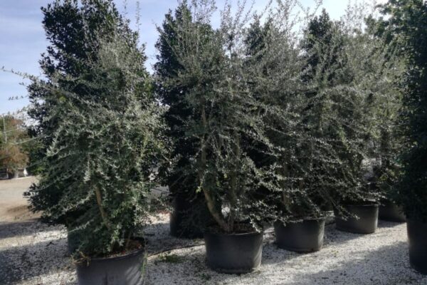 Quercus Suber Ceppaia Clt.285 h.300-350