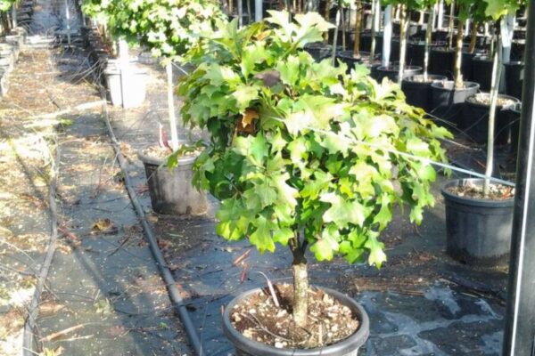 Quercus green dwarf clt25 quarto fusto