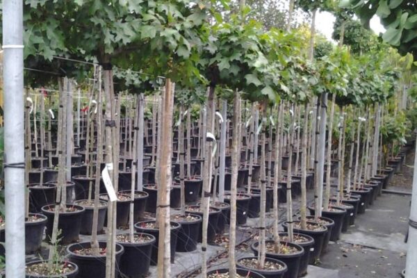 Quercus green dwarf fusto h120 d.50-60 clt25