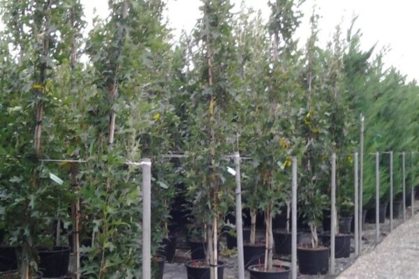 Quercus palustris green pillar clt18 h250-300