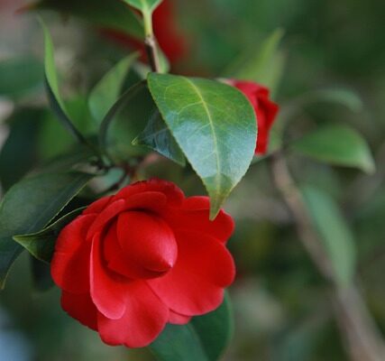camellia10