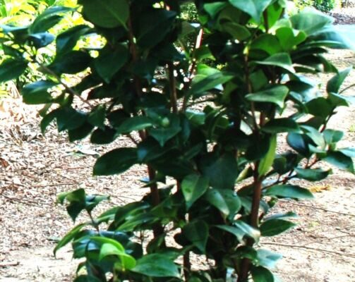 camellia13