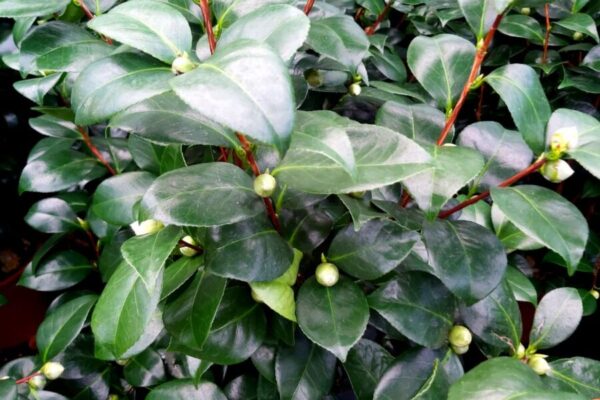 camellia14