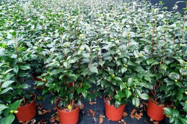 camellia15