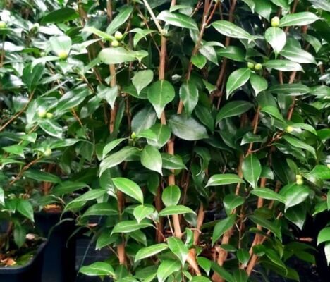 camellia16