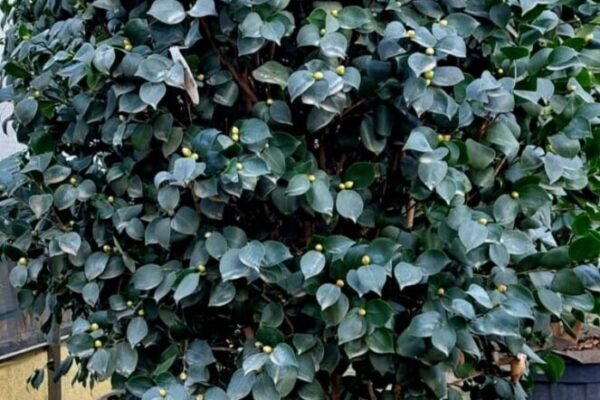 camellia17