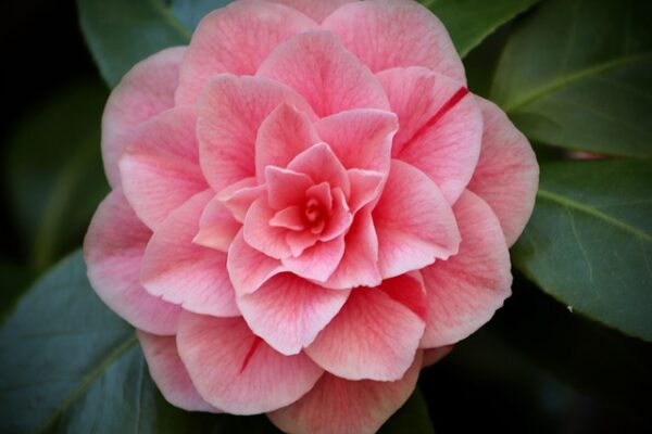camellia2