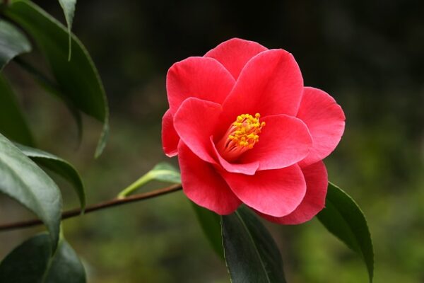 camellia3