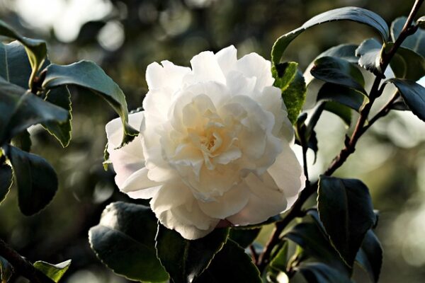 camellia4