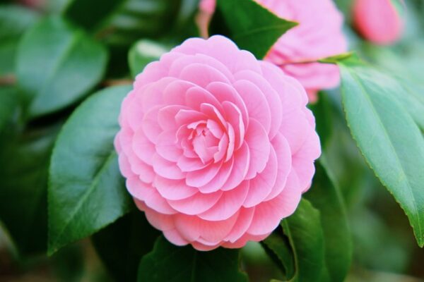 camellia5