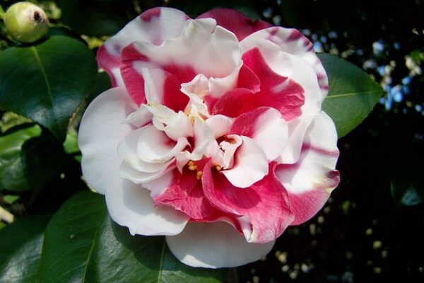 camellia6