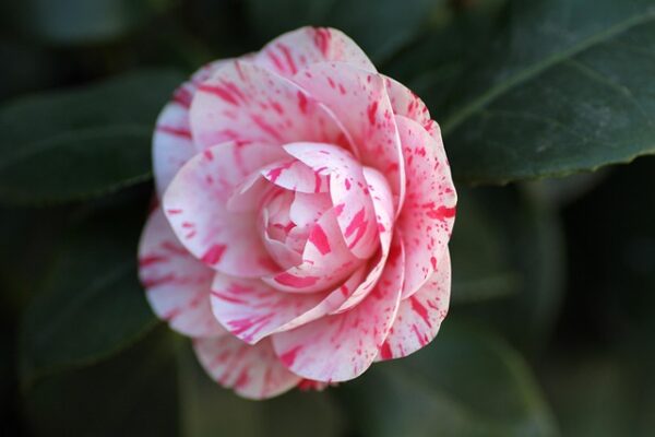camellia7