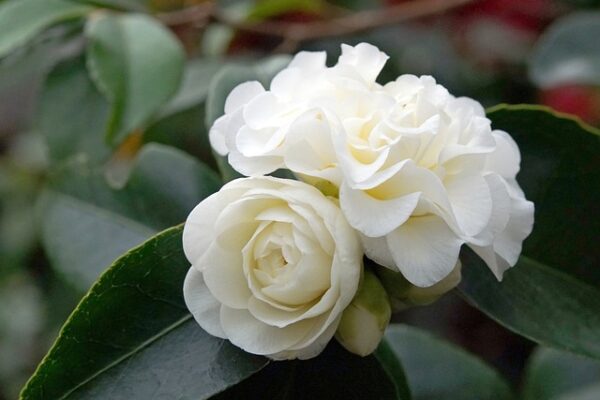 camellia9