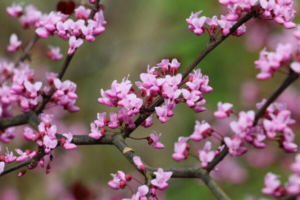 cercis1