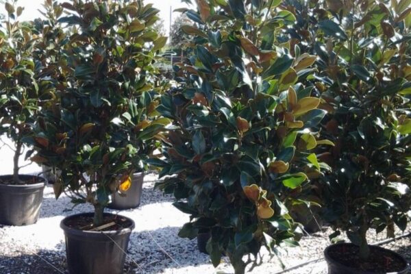 magnolia gallosinensis clt55 h200-250