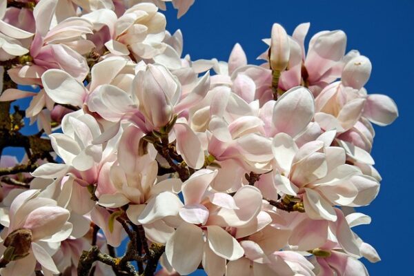 magnolia1