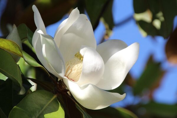 magnolia10
