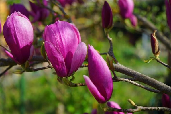 magnolia11