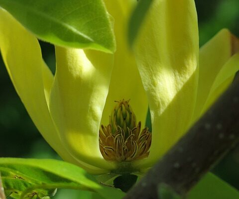 magnolia12