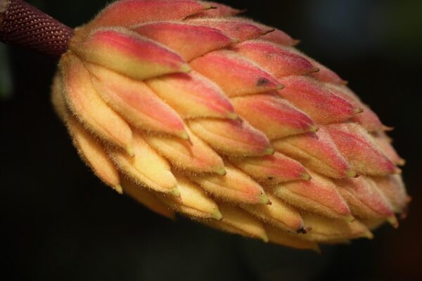 magnolia13