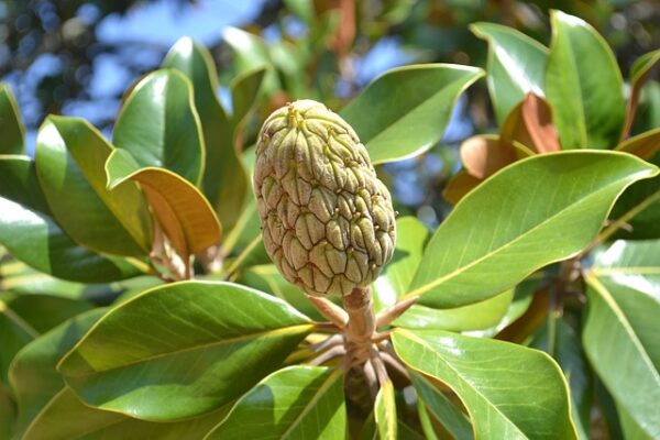 magnolia14