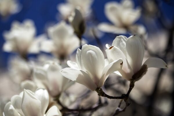 magnolia2jpg