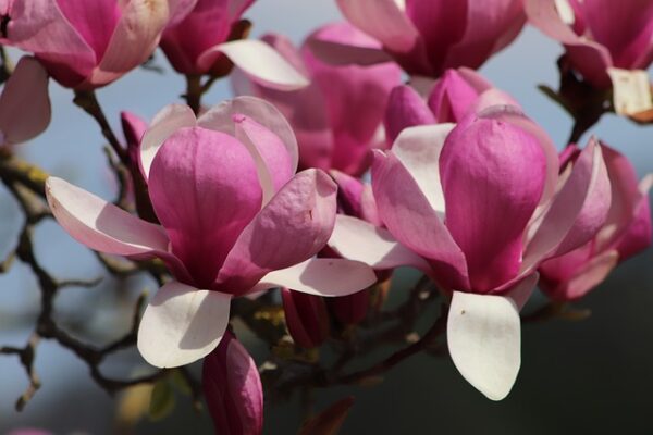 magnolia3