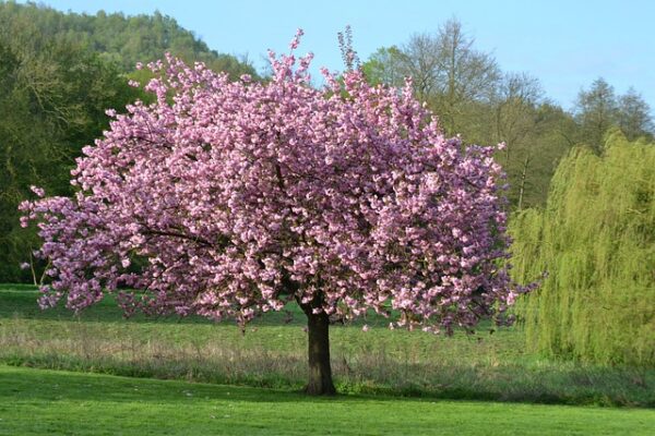 magnolia4