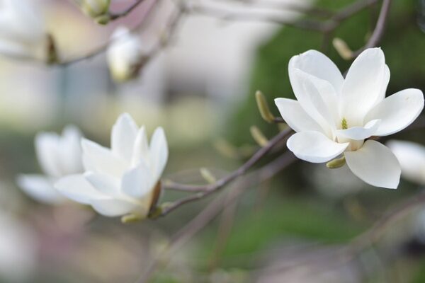 magnolia5