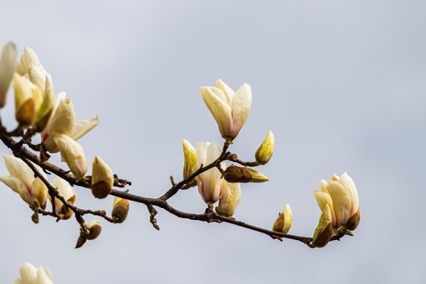 magnolia6