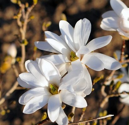 magnolia7