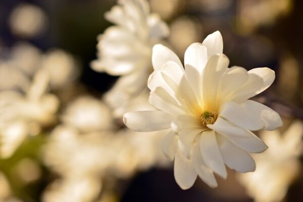magnolia8