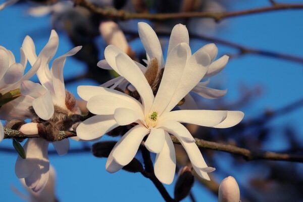 magnolia9