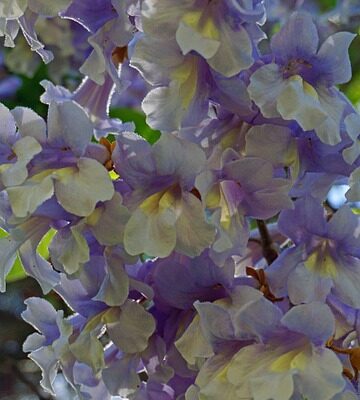 paulownia