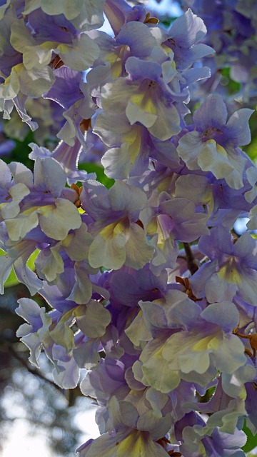 Paulownia (Paulownia Siebold)