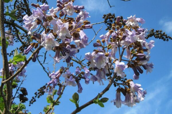 paulownia1