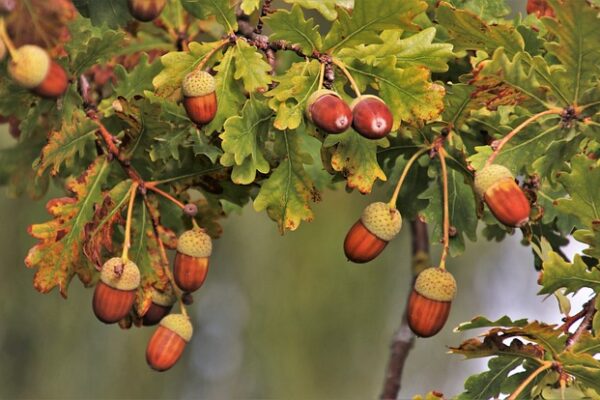 quercia
