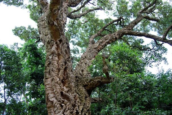 quercia sughero